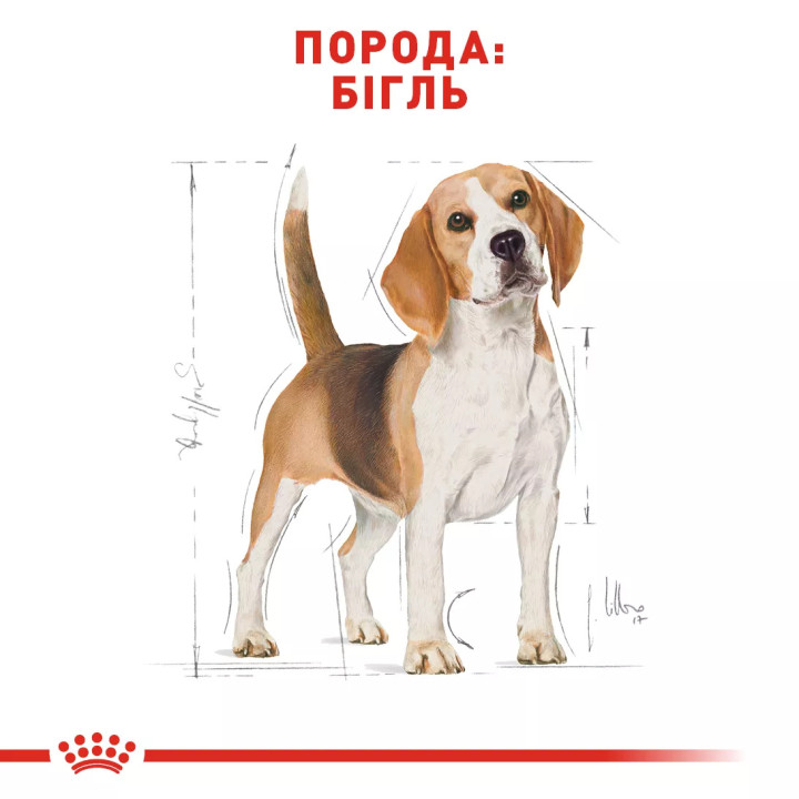 Royal Canin сухий корм для дорослих мопсів від 10 міс 3 кг