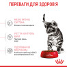 Royal Canin Kitten Sterilised: Повноцінне Харчування для Стерилізованих Кошенят