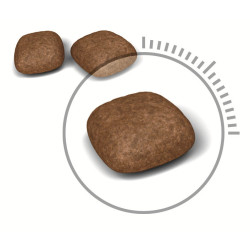 8+2 кг Подарунок! Купити 10 кг Royal Canin Urinary Care – Сухий Корм для Котів, Підтримка Сечовивідних Шляхів