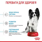 Royal Canin XSMALL PUPPY 1,5 кг, корм для цуценят мініатюрних порід, забезпечує здоров'я та енергію