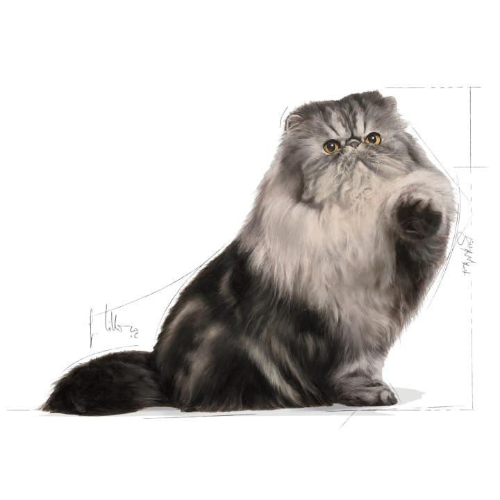 ROYAL CANIN PERSIAN ADULT - сухий корм для персидських котів від 12 місяців 2 кг