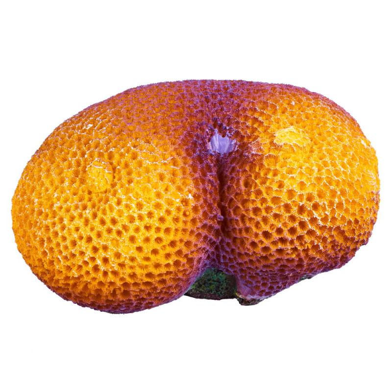 Штучний корал Blue Treasure HZY 253, 15×7.5×10 см