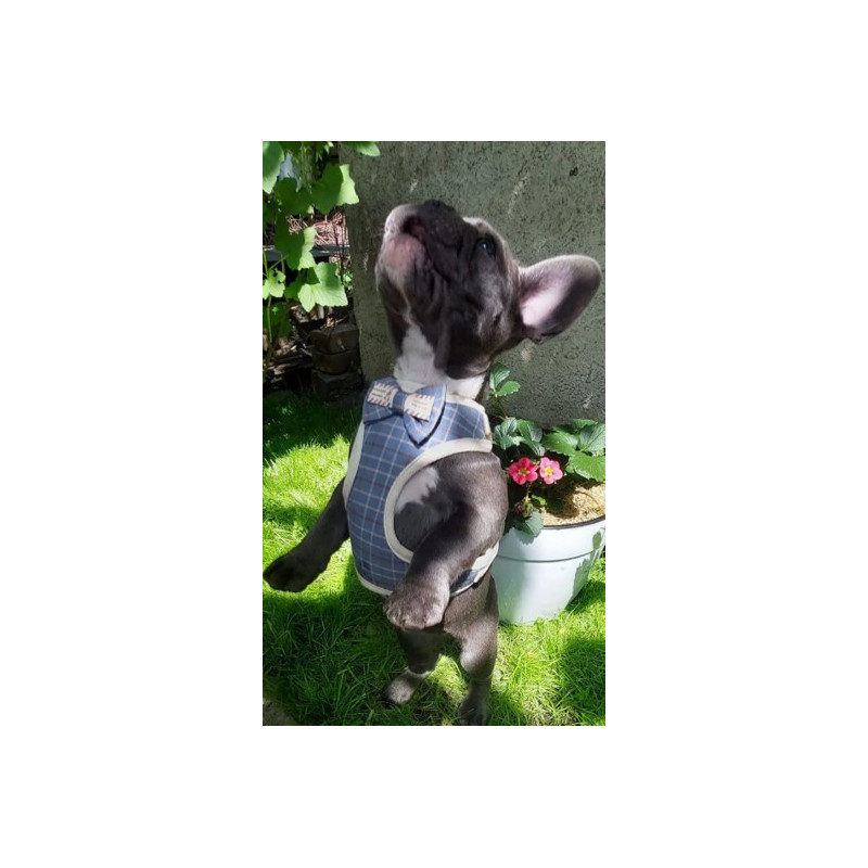 Анімалл поводок+шлея костюм з бантиком 10мм х 1200мм, HJ-LH2016