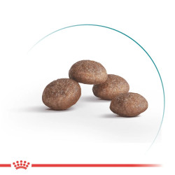 Royal Canin Ageing 12+ - корм для зрілих котів від 12 років 2 кг