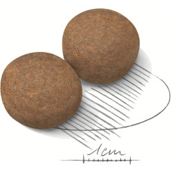 Купуйте Сухий Корм Royal Canin Maxi Adult 4 кг для Великих Порід – Оптимальне Харчування