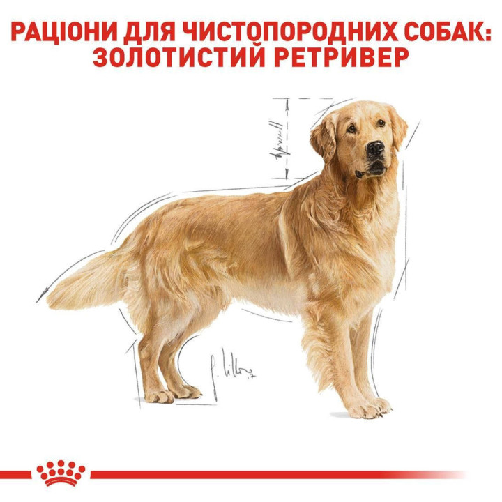 Golden Retriever Adult 12 кг