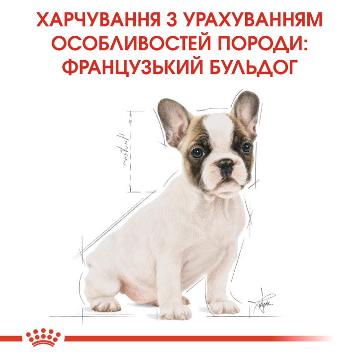 French Bulldog Puppy 1 кг