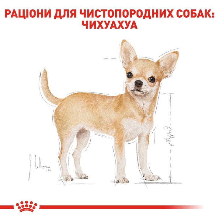Royal Canin Chihuahua Adult 0.085 кг | Консервований корм для собак Чихуахуа