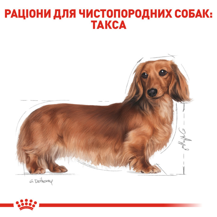 Dachshund Adult Сухий Корм Для Собак Такса 1,5 кг