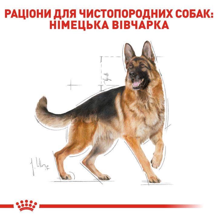 German Shepherd Adult 11 кг
