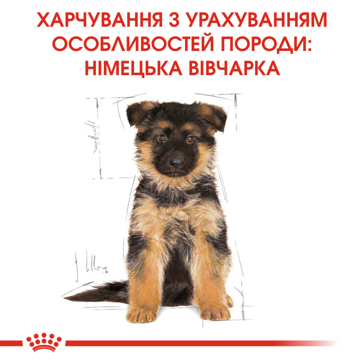 German Shepherd Puppy 3 кг