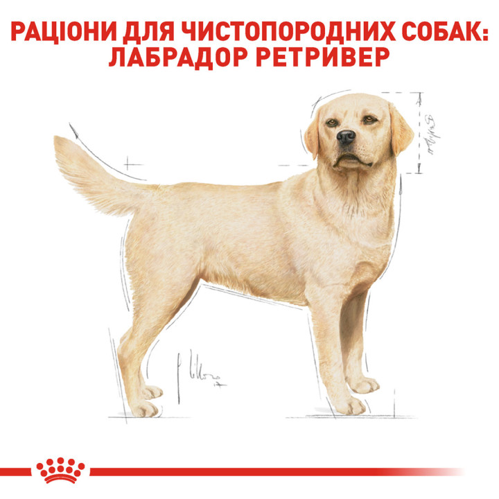 Labrador Adult Сухий Корм Для Дорослих Собак Породи Лабрадор-Ретривер 12 кг