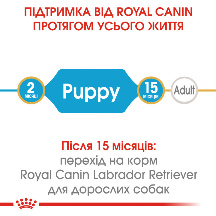 Labrador Puppy 3 кг