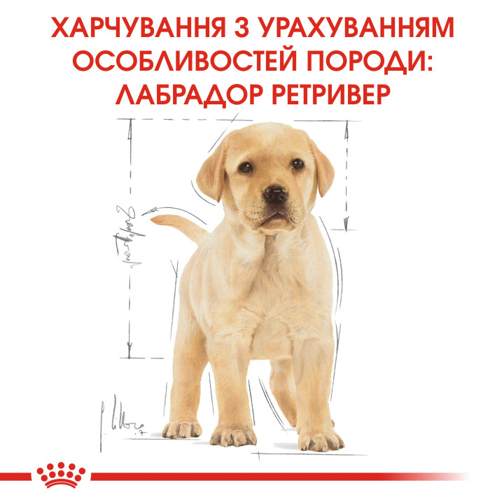Labrador Puppy 3 кг