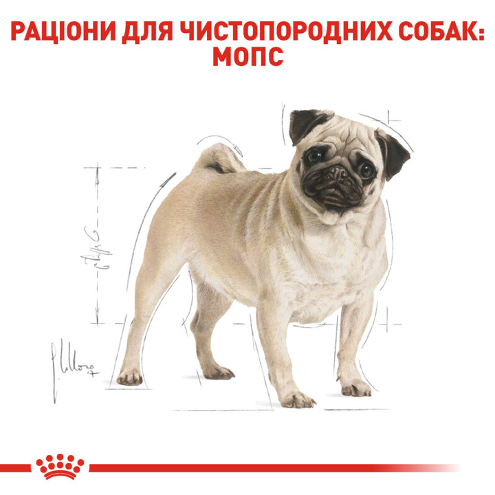 Royal Canin сухий корм для дорослих мопсів від 10 міс 3 кг