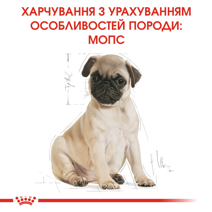Royal Canin Pug Puppy 1.5 кг - Оптимальний Сухий Корм для Цуценят Мопса