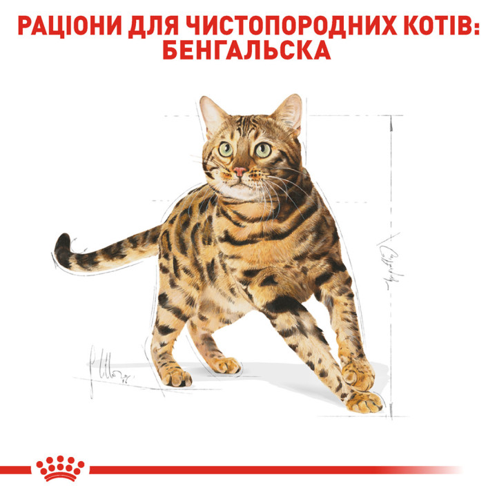 Royal Canin Bengal Adult: корм для бенгальських котів 2 кг
