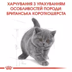 Royal Canin Kitten British Shorthair 0.4 кг для британських короткошерстих кошенят - оптимальний розвиток і здоров'я