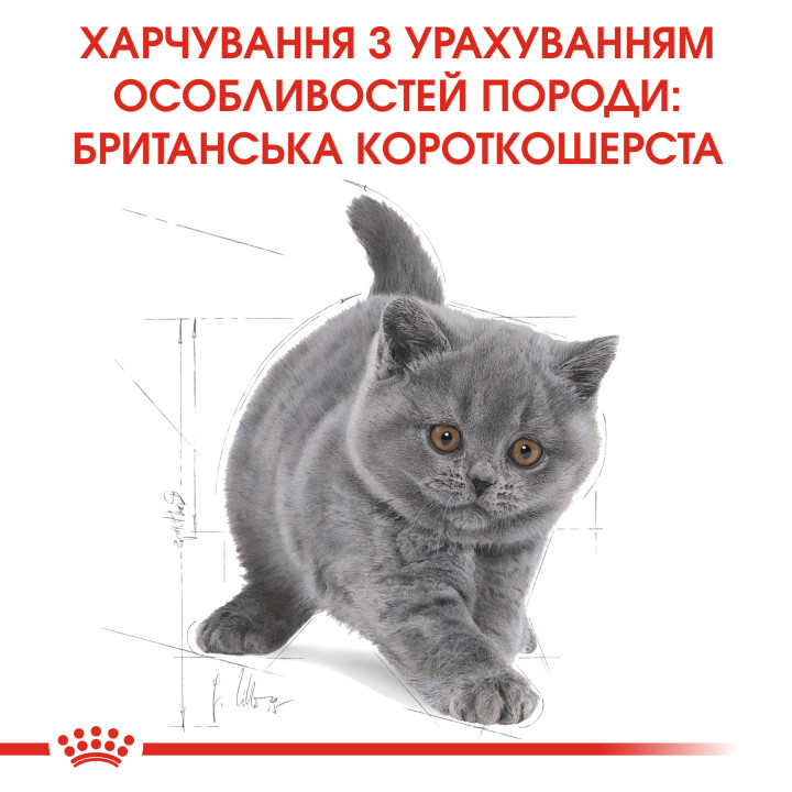 Royal Canin Kitten British Shorthair 10 кг для британських короткошерстих кошенят - оптимальний розвиток і здоров'я