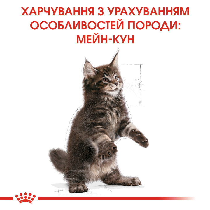 Mainecoon Kitten 0,4 кг