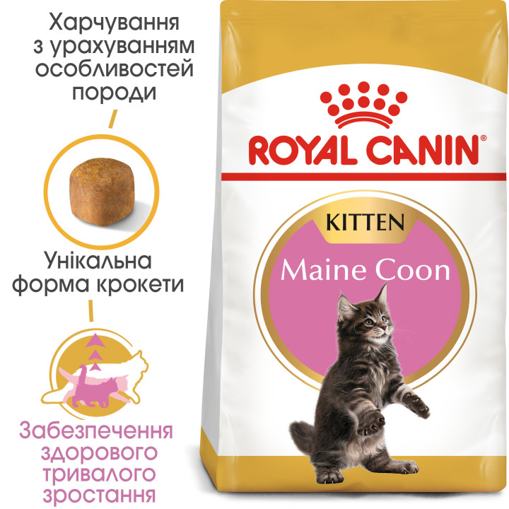 Mainecoon Kitten 2 кг