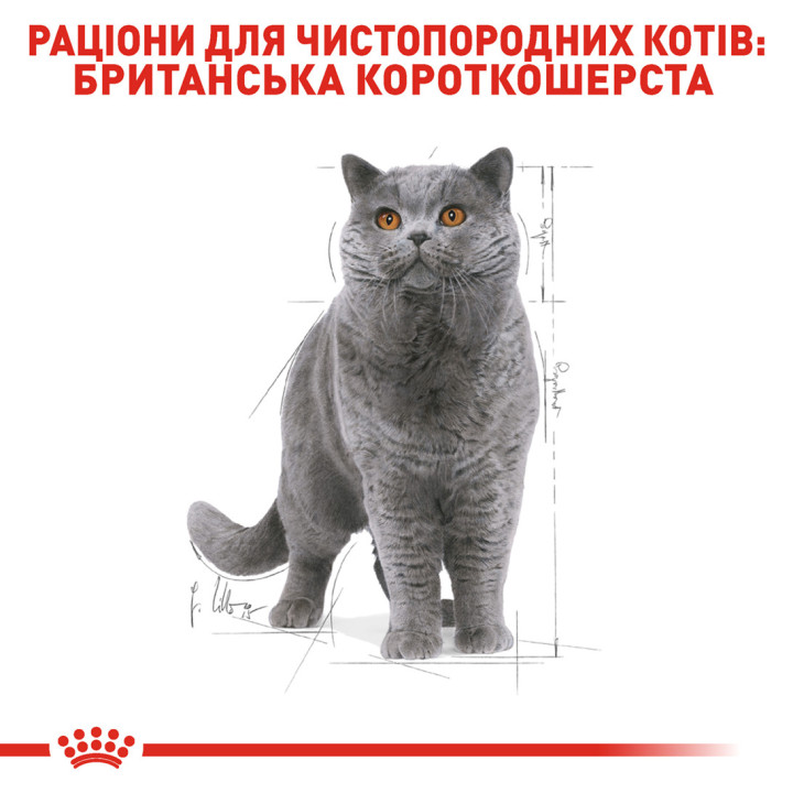 Royal Canin British Shorthair Adult: корм для британської короткошерстої  паучі 0,085 кг