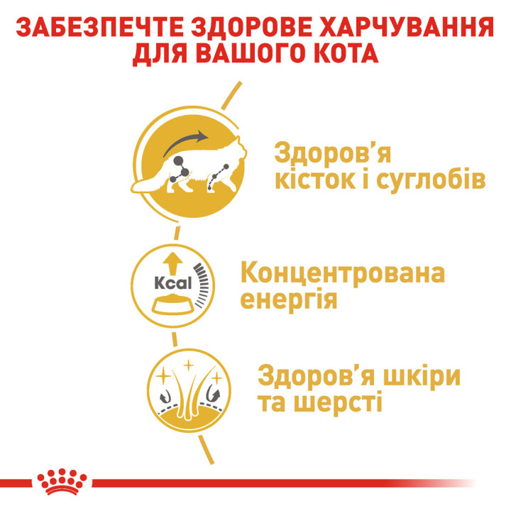 Royal Canin Maine Coon - вологий корм для котів породи Мейн-кун